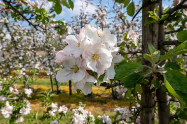 Hollanda, Zeeland 'deki meyve bahçelerinde elma ağaçlarının bahar pembe çiçekleri.