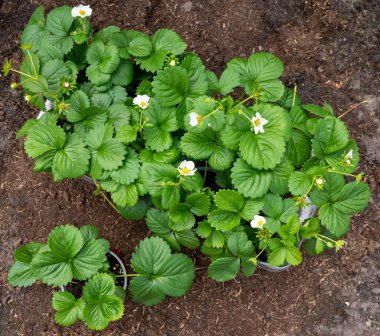 Baharda bahçedeki toprağa ekilmeye hazır beyaz çiçekli yeşil çilek bitkileri.
