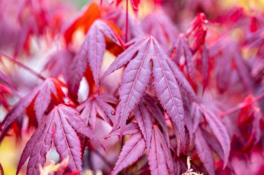 Botanik koleksiyonu, kırmızı Japon ağaçlarının genç kırmızı yaprakları.