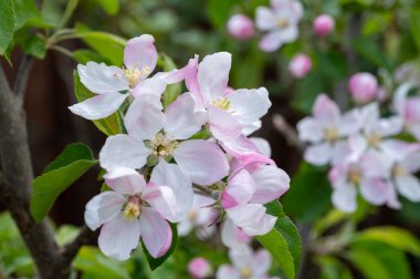 Hollanda, Zeeland 'deki meyve bahçelerinde elma ağaçlarının bahar pembe çiçekleri.
