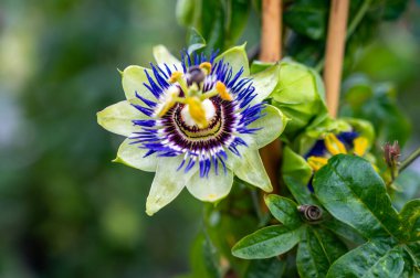 Botanik koleksiyonu, passiflora bitkisinin güzel çiçekleri yenilebilir çarkıfelek meyveleri yakın.