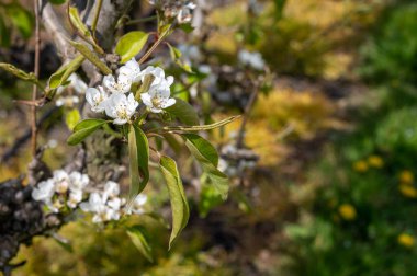 Hollanda, Zeeland 'deki meyve bahçelerinde armut ağaçlarının bahar beyaz çiçeği.