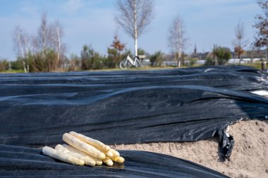Hollanda 'da yeni beyaz kuşkonmaz hasadı, arka planda siyah plastikle kaplanmış bir sürü kuşkonmaz ve tarla