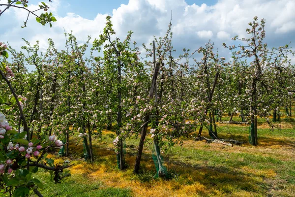 Wiosenny Różowy Kwiat Jabłoni Sadach Owocowych Zeeland Holandia — Zdjęcie stockowe