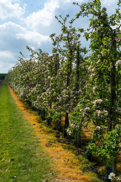 Flor Rosa Primaveral Manzanos Huertos Frutales Zelanda Países Bajos — Foto de Stock