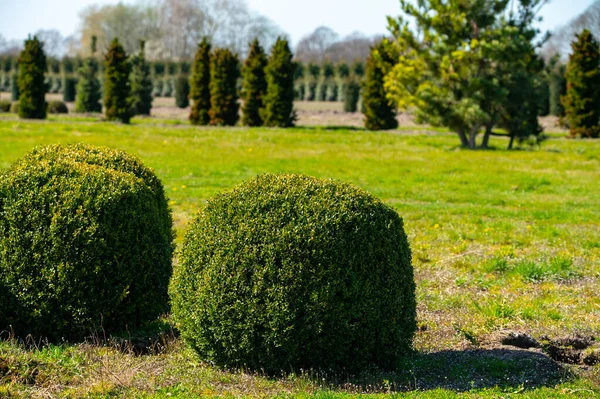 Árvores Ornamentais Box Topiary Balls Plantas Que Crescem Plantações Viveiros — Fotografia de Stock