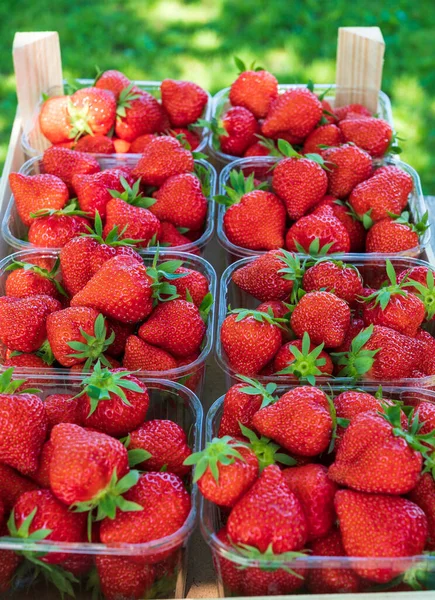 Plastic Boxes Ripe Red Sweet Strawberries Ready Eat Close — Stock Photo, Image