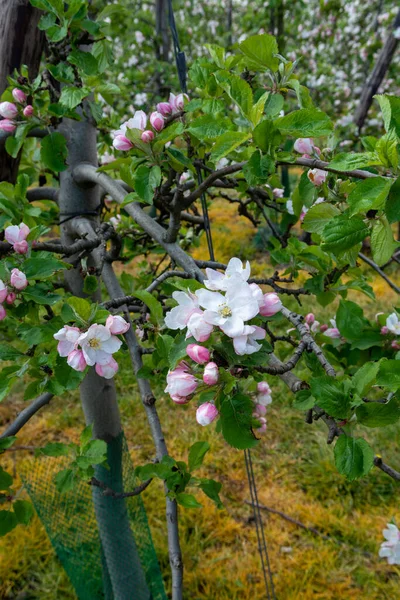 Flor Rosa Primaveral Manzanos Huertos Frutales Zelanda Países Bajos —  Fotos de Stock