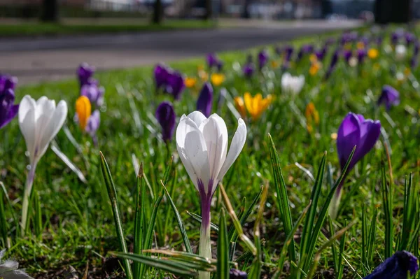 Lente Stad Bloesem Van Kleurrijke Crocusses Bloemen Zonnige Dag — Stockfoto