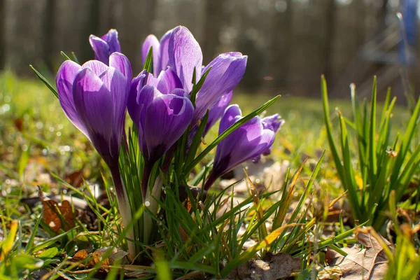 First Spring Flowers Blossom Purple Crocusses Forest — Stock Photo, Image