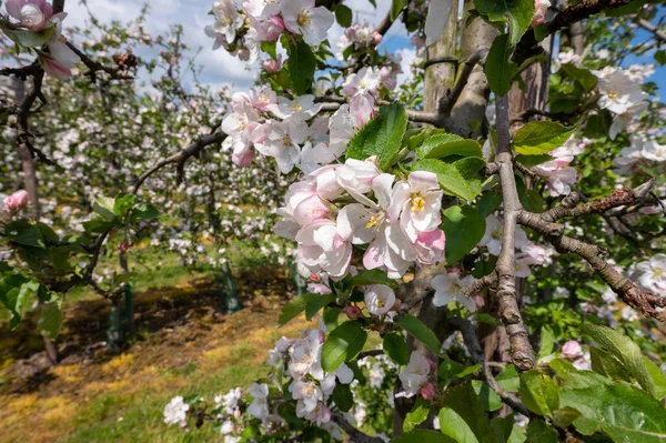 Voorjaarsbloesem Van Appelbomen Fruitboomgaarden Zeeland — Stockfoto