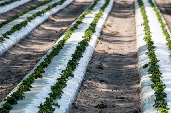 Plantations Young Strawberry Plants Growing Outdoor Soil Covered Plastic Film — Stock Photo, Image