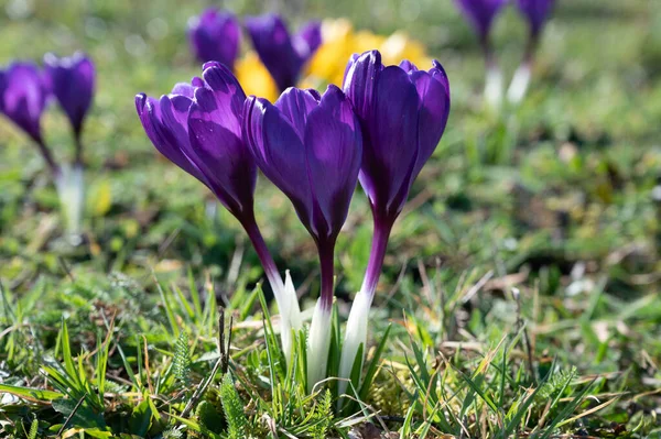 Первые Весенние Цветы Цветы Фиолетовых Крокусов Лесу — стоковое фото