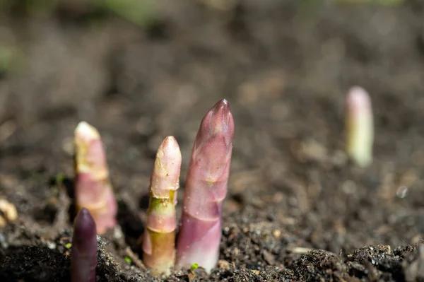 Asaparagus Bitkileri Baharda Tarlalarda Ortaya Çıkar — Stok fotoğraf