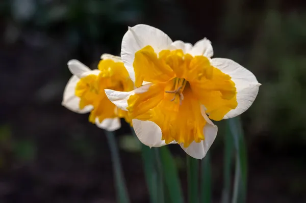 Frühlingsblüte Der Großen Gelb Weißen Narzissen Narzisse Zierpflanzen Garten Aus — Stockfoto