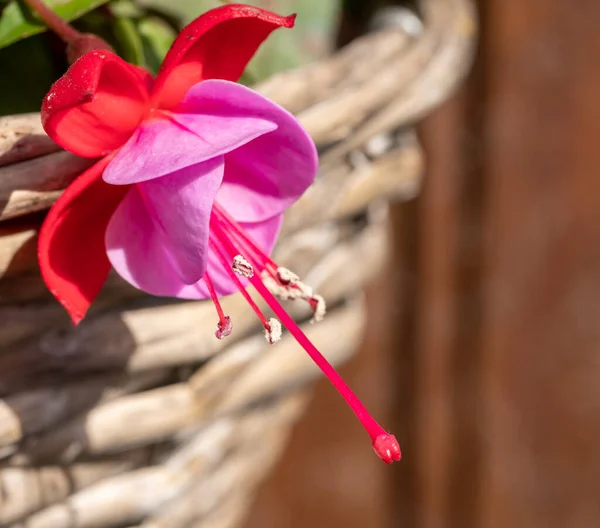 Colorful blossom of fuchsia decorative plant growing in hanging basket in garden close up