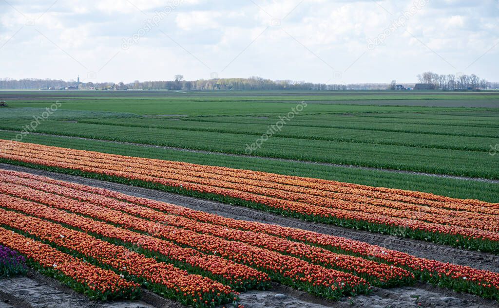 Tulips bulbs production in Netherlands, colorful spring fields with blossoming tulip flowers in Zeeland