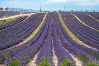 Fransa 'nın güneyinde turistik bir yer, Temmuzda Valensole, Provence platosunda çiçek açan renkli lavanta ve lavanta tarlaları..