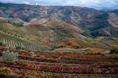 Douro nehir vadisinde panoramik manzara ve renkli tepe merdivenleri sonbaharda üzüm bağları, Portekiz 'de şarap ve liman üretim endüstrisi terasları