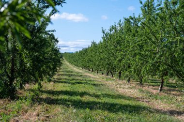 Yazın ağaçta olgunlaşan yeşil badem fındıkları, Provence, Fransa 'da badem fındığı ekimi