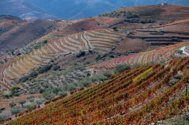 Douro nehir vadisinde panoramik manzara ve renkli tepe merdivenleri sonbaharda üzüm bağları, Portekiz 'de şarap ve liman üretim endüstrisi terasları