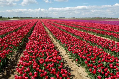 Hollanda manzarası, renkli lale çiçeği tarlaları Zeeland, Hollanda 'da nisan ayında çiçek açıyor.