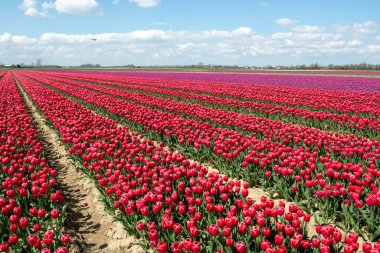 Hollanda manzarası, renkli lale çiçeği tarlaları Zeeland, Hollanda 'da nisan ayında çiçek açıyor.