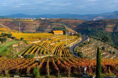 Douro nehir vadisinde panoramik manzara ve renkli tepe merdivenleri sonbaharda üzüm bağları, Portekiz 'de şarap ve liman üretim endüstrisi terasları