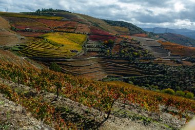 Douro nehir vadisinde panoramik manzara ve renkli tepe merdivenleri sonbaharda üzüm bağları, Portekiz 'de şarap ve liman üretim endüstrisi terasları