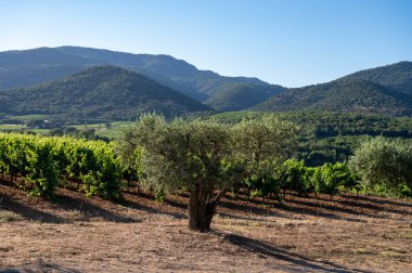 Güney Fransa 'nın Provence-Alpes-Cote d' Azur bölgesinde şarap üretimi var, Temmuz ayında Saint-Tropez kasabası yakınlarında yeşil üzüm bağları, Cotes de Provence şarabı.