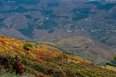 Douro nehir vadisinde panoramik manzara ve renkli tepe merdivenleri sonbaharda üzüm bağları, Portekiz 'de şarap ve liman üretim endüstrisi terasları