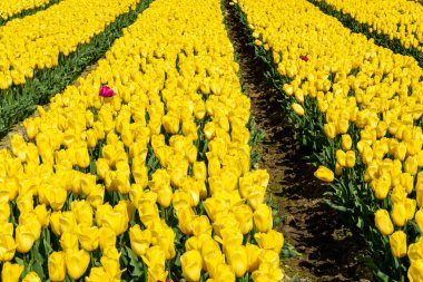 Hollanda baharı, nisan ayında ve Hollanda 'nın kuzeyinde Lisse yakınlarındaki tarlalarda çiçek açan renkli laleler.