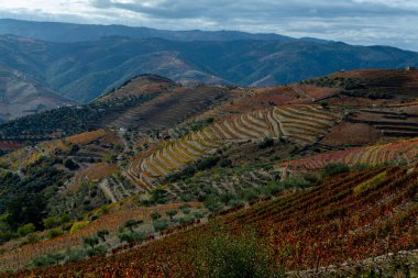 Douro nehir vadisinde panoramik manzara ve renkli tepe merdivenleri sonbaharda üzüm bağları, Portekiz 'de şarap ve liman üretim endüstrisi terasları