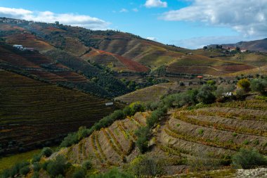 Douro nehir vadisinde panoramik manzara ve renkli tepe merdivenleri sonbaharda üzüm bağları, Portekiz 'de şarap ve liman üretim endüstrisi terasları