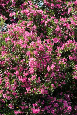 Pembe zakkum bitkilerinin yaz çiçekleri, doğa geçmişi.