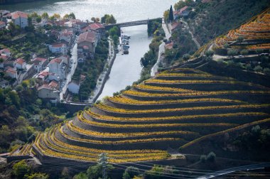 Douro nehir vadisinde panoramik manzara ve renkli tepe merdivenleri sonbaharda üzüm bağları, Portekiz 'de şarap ve liman üretim endüstrisi terasları