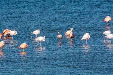 Hollanda 'nın Zeeland kentindeki Battenoord köyü yakınlarındaki Grevelingen tuz gölünde kışı geçiren pembe flamingo su kuşları kolonisi.