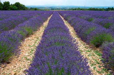 Fransa 'nın güneyinde turistik bir yer, Temmuzda Valensole, Provence platosunda çiçek açan renkli lavanta ve lavanta tarlaları..