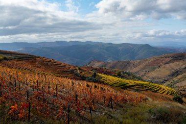 Douro nehir vadisinde panoramik manzara ve renkli tepe merdivenleri sonbaharda üzüm bağları, Portekiz 'de şarap ve liman üretim endüstrisi terasları