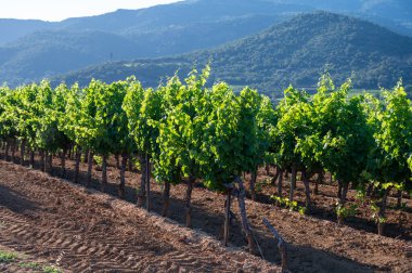 Güney Fransa 'nın Provence-Alpes-Cote d' Azur bölgesinde şarap üretimi var, Temmuz ayında Saint-Tropez kasabası yakınlarında yeşil üzüm bağları, Cotes de Provence şarabı.