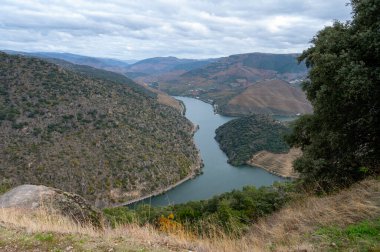 Douro nehir vadisinde panoramik manzara ve renkli tepe merdivenleri sonbaharda üzüm bağları, Portekiz 'de şarap ve liman üretim endüstrisi terasları
