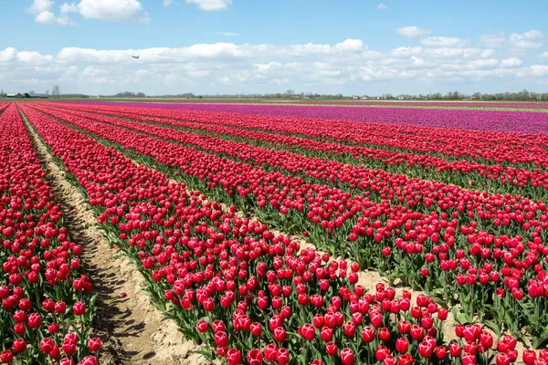 Dutch Landscape Colorful Tulip Flowers Fields Blossom Zeeland Province Netherlands — Stock Photo, Image