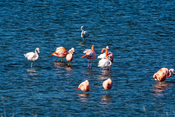 Kolonia Różowych Flamingów Wodnistych Zimujących Jeziorze Grevelingen Niedaleko Miejscowości Battenoord — Zdjęcie stockowe