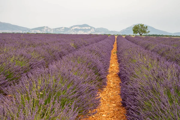Fransa 'nın güneyinde turistik bir yer, Temmuzda Valensole, Provence platosunda çiçek açan renkli lavanta ve lavanta tarlaları..