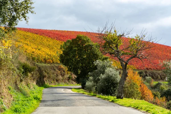 Panoramiczny Widok Dolinę Rzeki Douro Kolorowe Pagórkowate Schody Tarasowe Winnice — Zdjęcie stockowe