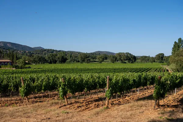 Elaboración Del Vino Departamento Var Provenza Alpes Costa Azul Región — Foto de Stock