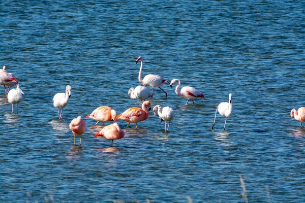 Kolonia Różowych Flamingów Wodnistych Zimujących Jeziorze Grevelingen Niedaleko Miejscowości Battenoord — Zdjęcie stockowe