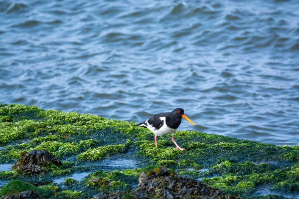 Eurazjatycki Ptak Łowny Ostryg Podczas Odpływu Parku Narodowym Oesterschelde Zeeland — Zdjęcie stockowe