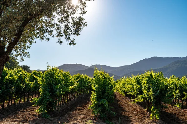 Wijn Maken Het Departement Var Provence Alpes Cote Azur Zuidoost — Stockfoto