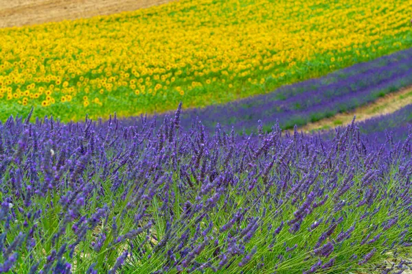 Přírodní Pozadí Květy Žlutých Slunečnic Fialových Levandulových Rostlin Polích Provence — Stock fotografie